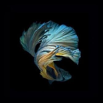 iPhone 6s Announced With Betta Background Live Tropical Fish