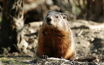 Groundhog Wallpaper