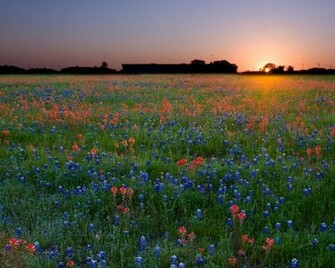 Bluebonnets Wallpaper Bluebonnet Sunset
