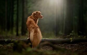 Wallpaper Forest Rays Dog Log Nova Scotia Duck Tolling