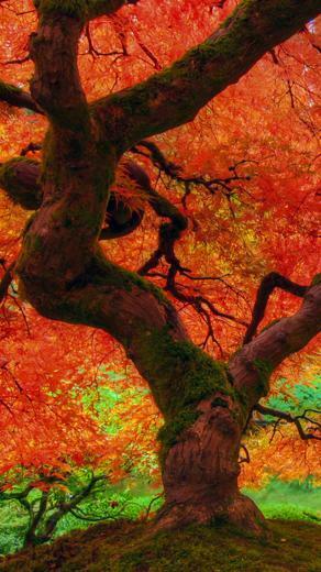 iPhone Wallpaper HD Autumn Big Trees Background