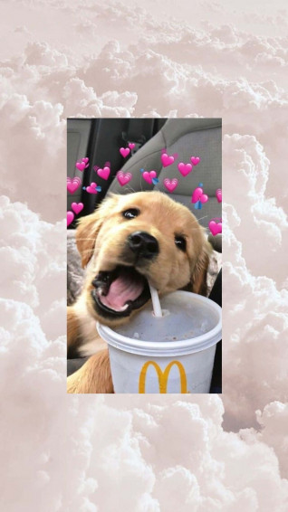 Enjoy Your New Dog iPhone Wallpaper
