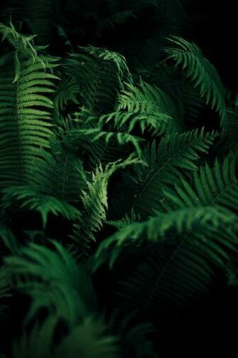 Cool Image Landscapeplanta Mobile Naturaleza HD Nature
