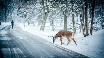 Winter Christmas Deer Wildlife Wallpaper Desktop
