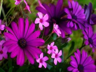 Spring Purple Flowers Car Pictures