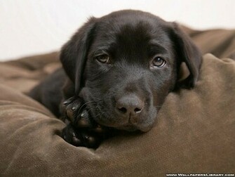 Cool Wallpaper Dog