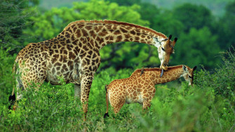World Wildlife Day On X It S Worldgiraffeday Giraffe One Of