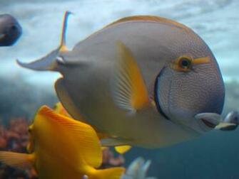 Fish Swim Ocean Life Wallpaper