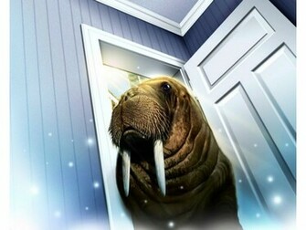 Walrus Wallpaper