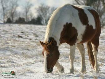 Screensaver And Desktop Wallpaper Of Winter Equine Scenery