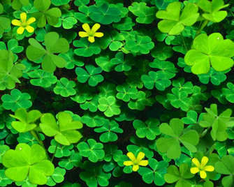 Clover Background Done By