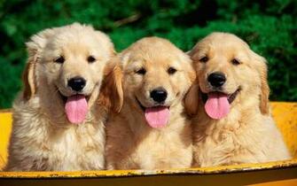 Golden Retriever Puppy Wallpaper