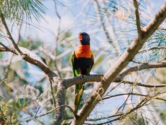 Rainbow Lorikeet Parrot Bird Colorful Wildlife Background Toppng