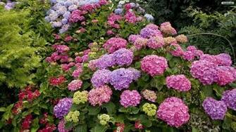 English Flowers Wallpaper