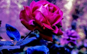 Purple Roses Wallpaper Puspa