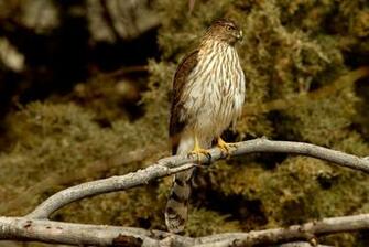 All Wallpaper Cooper S Hawk HD