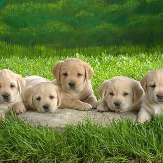 HD Five Labrador Puppies Wallpaper