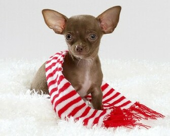 Chihuahua Scarf And Big Widescreen Wallpaper Pictures