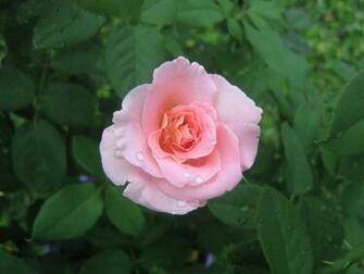 Beautiful Pink Rose Wallpaper