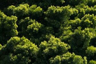 Go Green Wallpaper Wednesday