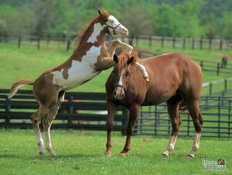 Springtime Foal Screensaver And Desktop Wallpaper