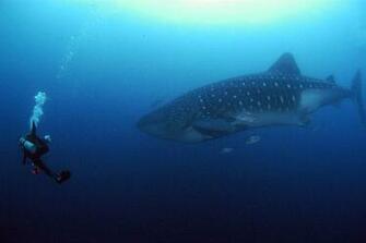 Be Prepared For The Critters You Plan To Dive With