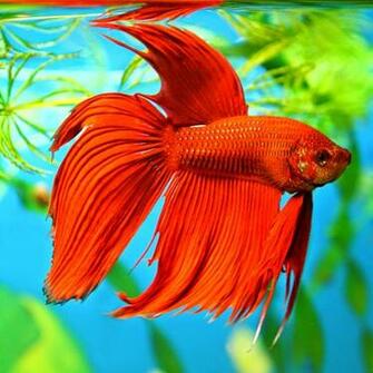 Betta Fish Photos Wallpaper The Fun Bank