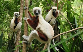 Cute Monkeys Wallpaper Full HD
