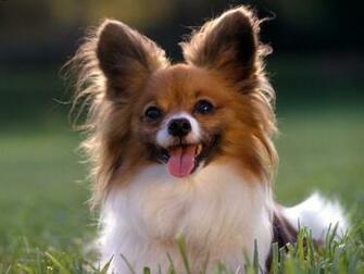 Hq Playful Papillon Wallpaper