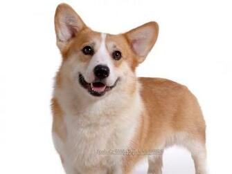 Pembroke Welsh Corgi Wallpaper High Resolution And