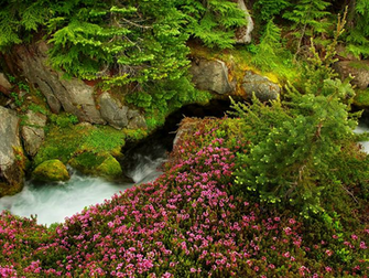 Paradise River Washington State Wallpaper Republicans Hold America