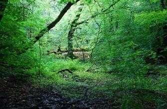 Woodland Wallpaper Top HD NicewallpaperHD