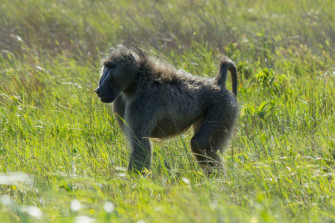 Baboon Wallpaper Image Photos Picture