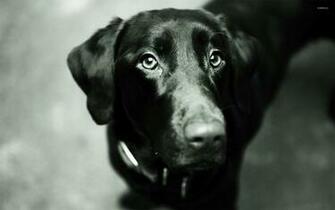 Black Lab Screensaver Zexibu55 S Soup