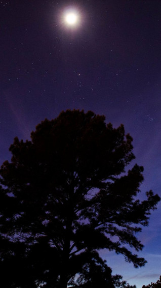 One Star Shine Night Dark Blue Sky Wood iPhone Plus