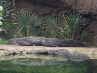 Wallpaper Collections Alligator Background