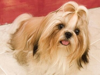 Dog Baby HD Wallpaper 1080p Fine