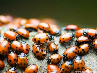 Ladybug Wallpaper Colorful Ladybugs HD