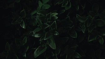 Wallpaper Green Leaves Close Up Dark Portrait