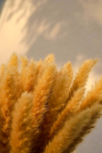 Pampas Grass Background Wallpaper
