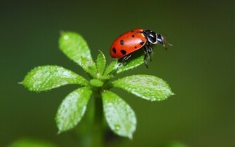 Ladybug Wallpaper X Wallpaperlayer