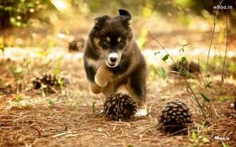 Baby Animal Wallpaper For Desktop Pc Full HD