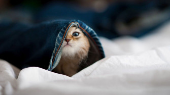 Cute Baby Animal Wallpaper