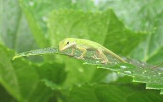 Lizard Wallpaper Image And Animals Pictures