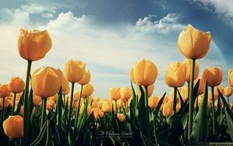 The Wallpaper Computer Background Field Of Yellow