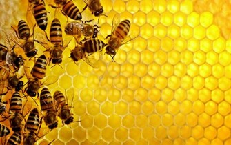 Bee Wallpaper HD Pictures One Background