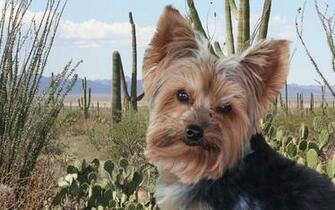 Yorkie Wallpaper