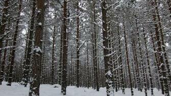 Nature Landscapes Trees Forest Woods Winter Snow Wallpaper Background