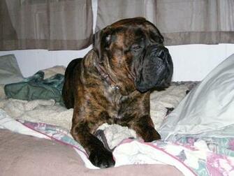Bullmastiff Bring Wallpaper