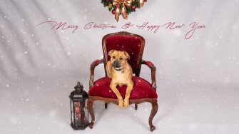 Christmas Pet Pawtraits Photofocus